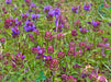 Pollinator Lawn Conversion Mix (Quickly Add Wildflowers to Your Current Lawn!) - Northwest Meadowscapes