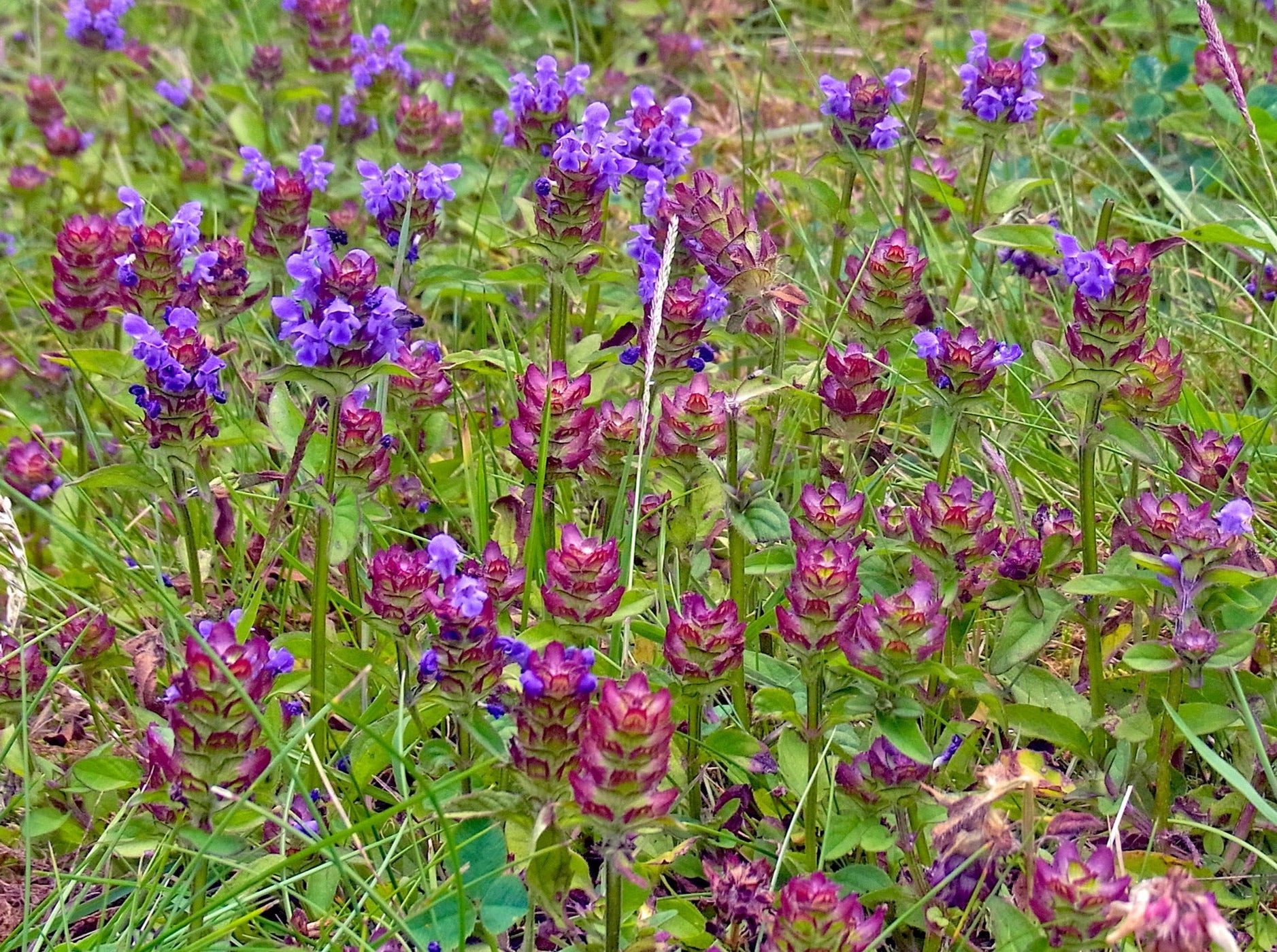 Pollinator Lawn Conversion Mix (Quickly Add Wildflowers to Your Curren ...