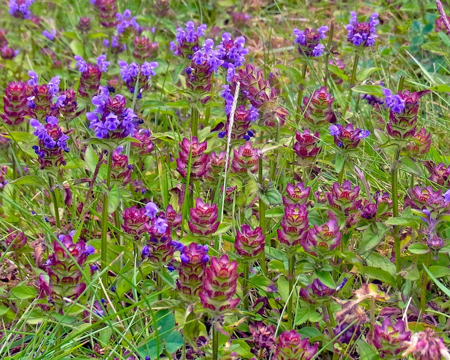 over-seeding lawn with wildflowers Pollinator Lawn Conversion Mix (Quickly Add Wildflowers to Your Current Lawn!)