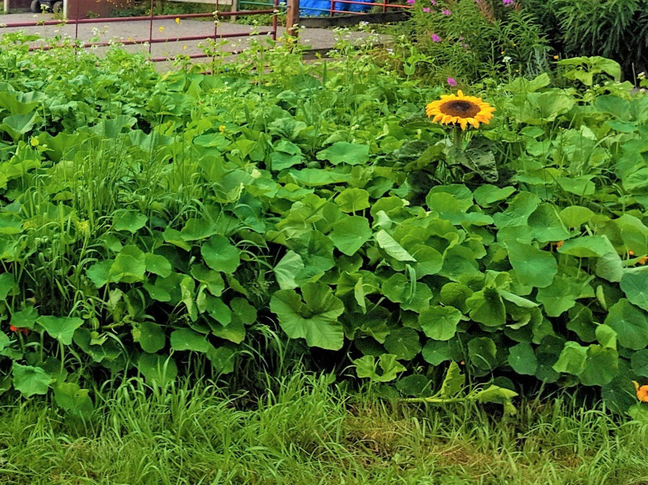 victory garden seeds Polyculture Victory Garden! — Northwest Meadowscapes