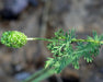 Prairie Burnet Seeds (Sanguisorba annua) - Northwest Meadowscapes