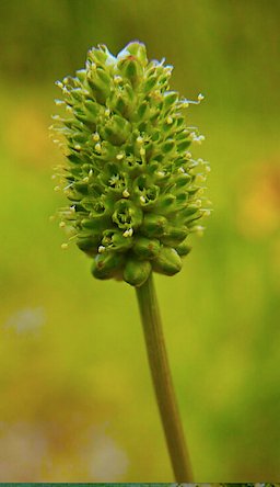 Prairie Burnet Seeds (Sanguisorba annua) - Northwest Meadowscapes
