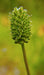 Prairie Burnet Seeds (Sanguisorba annua) - Northwest Meadowscapes