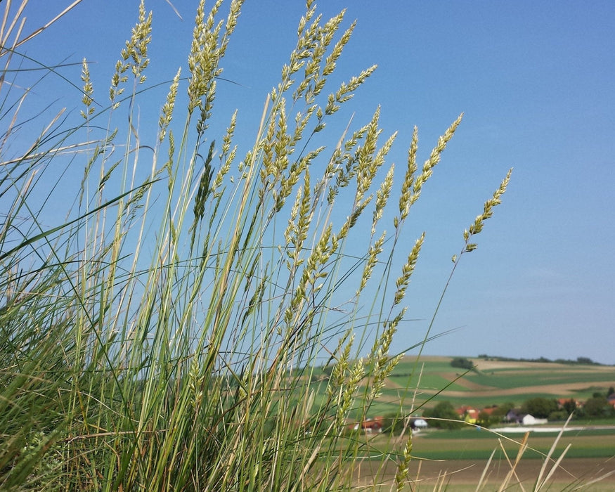 Prairie Junegrass Seeds (Koeleria macrantha) - Northwest Meadowscapes