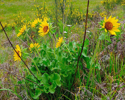 Puget Balsamroot Seeds (Balsamorhiza deltoidea) - Northwest Meadowscapes