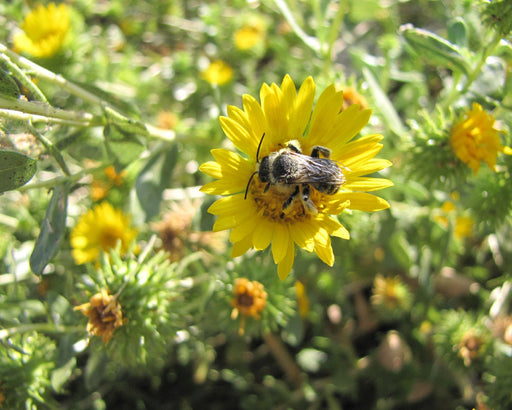 Puget Gumweed Seeds (Grindelia integrifolia) - Northwest Meadowscapes