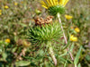 Puget Gumweed Seeds (Grindelia integrifolia) - Northwest Meadowscapes