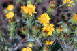 Puget Gumweed Seeds (Grindelia integrifolia) - Northwest Meadowscapes