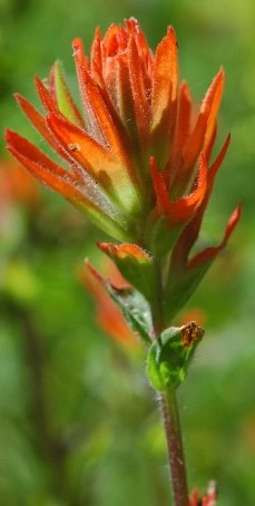 Red Paintbrush Seeds (Castilleja miniata) - Northwest Meadowscapes