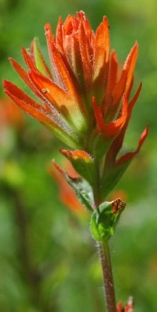 indian paintbrush flower seeds Red Paintbrush Seeds (Castilleja miniata) — Northwest Meadowscapes