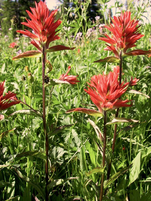 paintbrush plant indoor Red Paintbrush Seeds (Castilleja miniata) — Northwest Meadowscapes