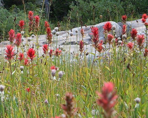 Red Paintbrush Seeds (Castilleja miniata) - Northwest Meadowscapes