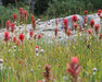 Red Paintbrush Seeds (Castilleja miniata) - Northwest Meadowscapes