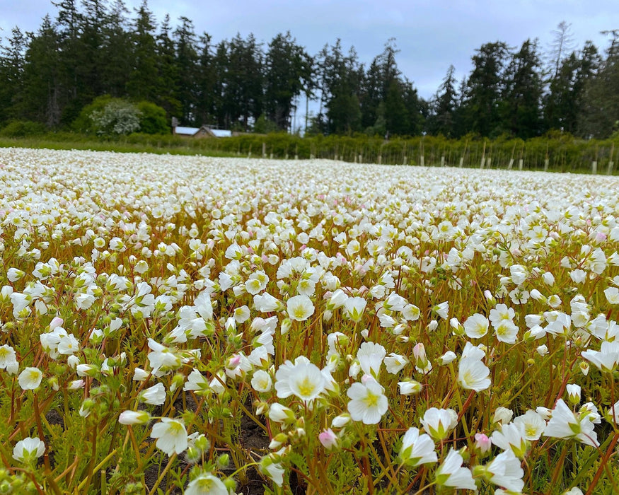 meadowfoam flower seeds Red Viking Meadowfoam Seeds (Limnanthes alba var. Red Viking)