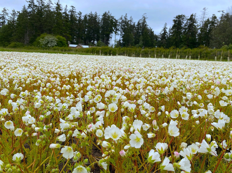 Red Viking Meadowfoam Seeds (Limnanthes alba var. Red Viking) - Northwest Meadowscapes