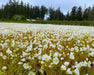 Red Viking Meadowfoam Seeds (Limnanthes alba var. Red Viking) - Northwest Meadowscapes