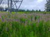 Riverbank Lupine Seeds (Lupinus rivularis) - Northwest Meadowscapes