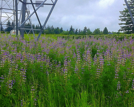 Riverbank Lupine Seeds (Lupinus rivularis) - Northwest Meadowscapes