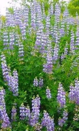 Riverbank Lupine Seeds (Lupinus rivularis) - Northwest Meadowscapes