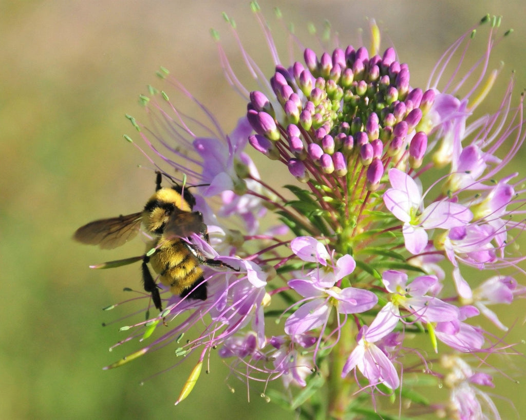 Rocky Mountain Bee Plant Seeds (Peritoma serrulata)