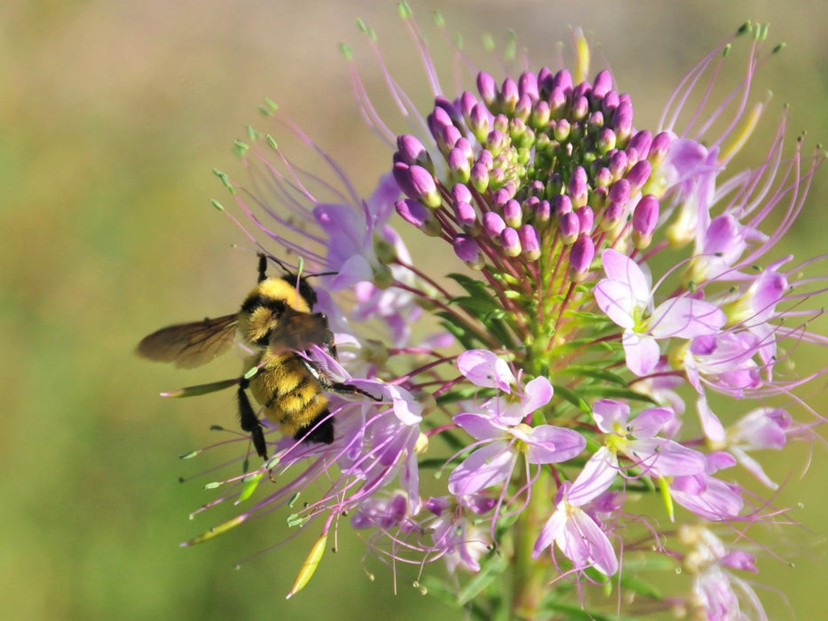 Rocky Mountain Bee Plant Seeds (Peritoma serrulata) - Northwest Meadowscapes