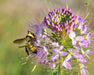 Rocky Mountain Bee Plant Seeds (Peritoma serrulata) - Northwest Meadowscapes