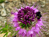 Rocky Mountain Bee Plant Seeds (Peritoma serrulata) - Northwest Meadowscapes