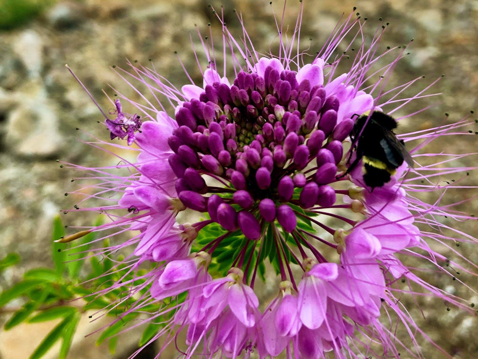 bee plant seeds Rocky Mountain Bee Plant Seeds (Peritoma serrulata) — Northwest Meadowscapes