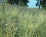 Roemer's Fescue Seeds (Festuca idahoensis ssp. romeri) - Northwest Meadowscapes