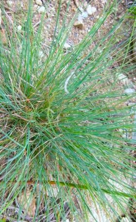 Roemer's Fescue Seeds (Festuca idahoensis ssp. romeri) - Northwest Meadowscapes