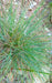 Roemer's Fescue Seeds (Festuca idahoensis ssp. romeri) - Northwest Meadowscapes