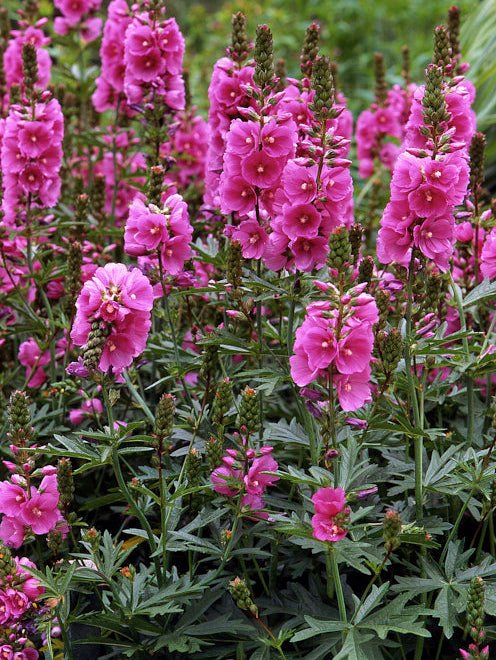 Rose Checkermallow Seeds (Sidalcea malviflora) - Northwest Meadowscapes