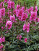 Rose Checkermallow Seeds (Sidalcea malviflora) - Northwest Meadowscapes