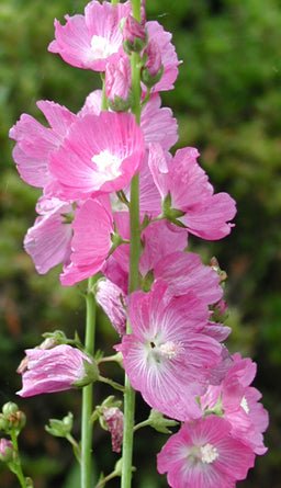 Rose Checkermallow Seeds (Sidalcea malviflora) - Northwest Meadowscapes