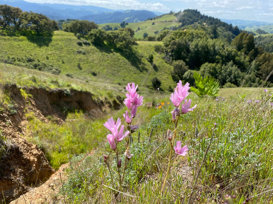 Rose Checkermallow Seeds (Sidalcea malviflora) - Northwest Meadowscapes