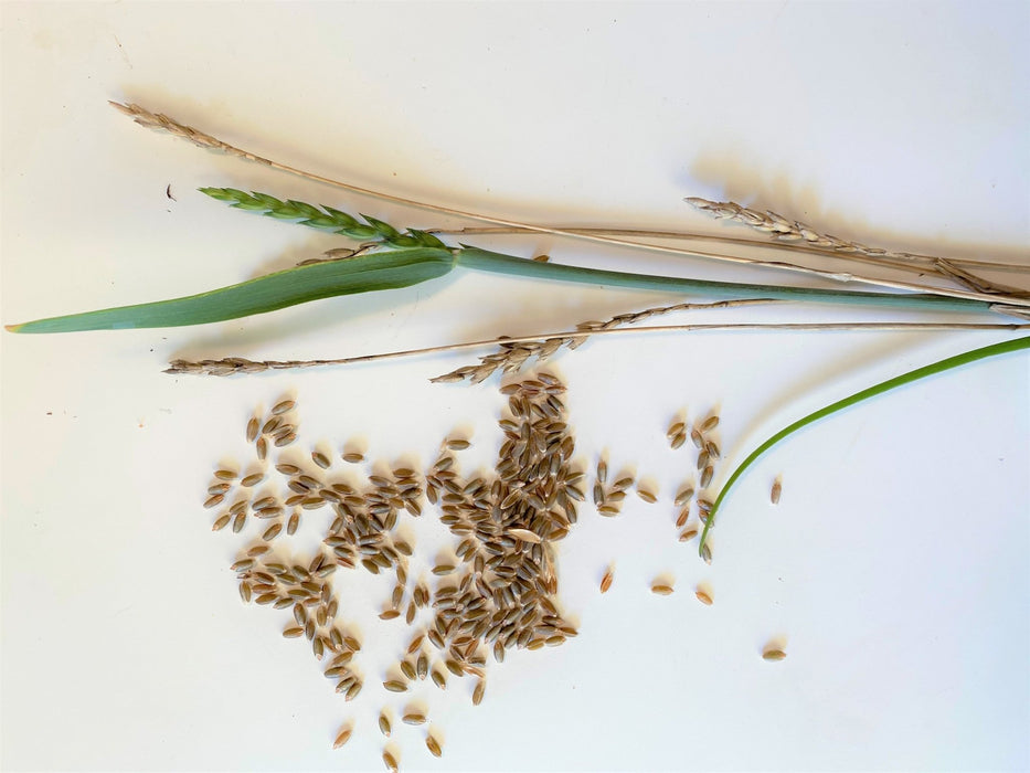 wheat seeds for planting Salish Blue Perennial “Wheat” Seeds (x Tritipyrum aaseae) — Northwest Meadowscapes