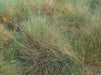 Sand Fescue Seeds (Festuca ammobia) - Northwest Meadowscapes
