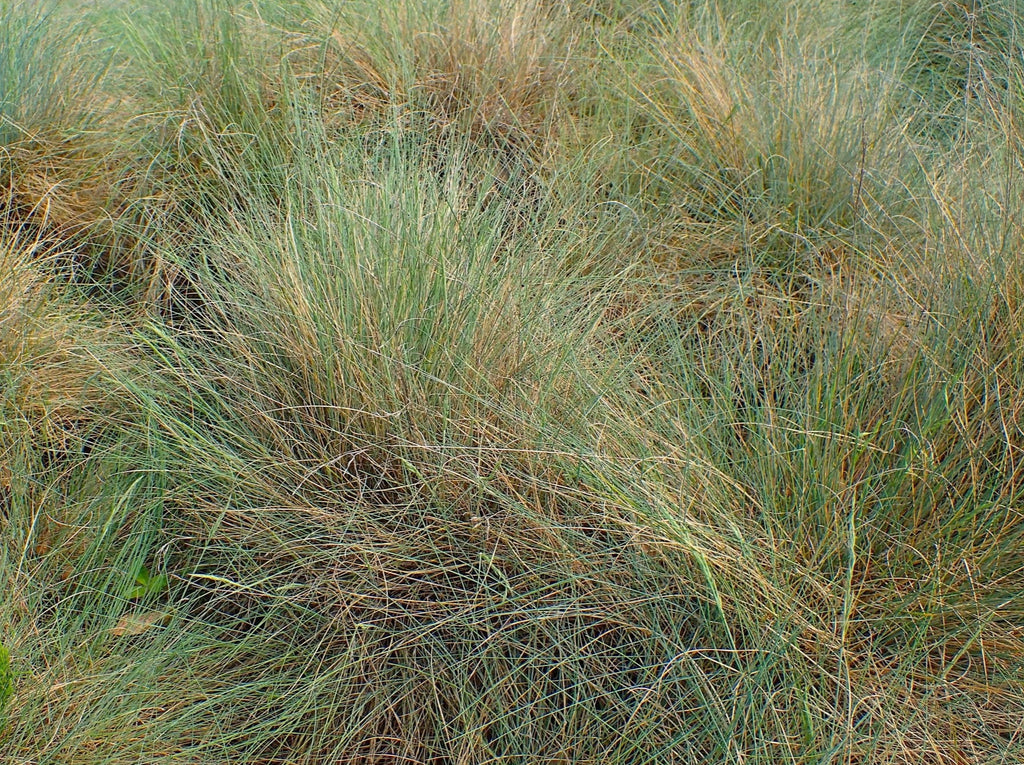 Native Grasses — Northwest Meadowscapes