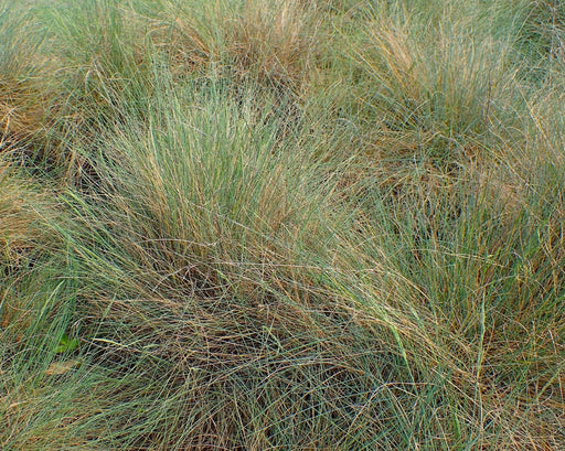 Sand Fescue Seeds (Festuca ammobia) - Northwest Meadowscapes