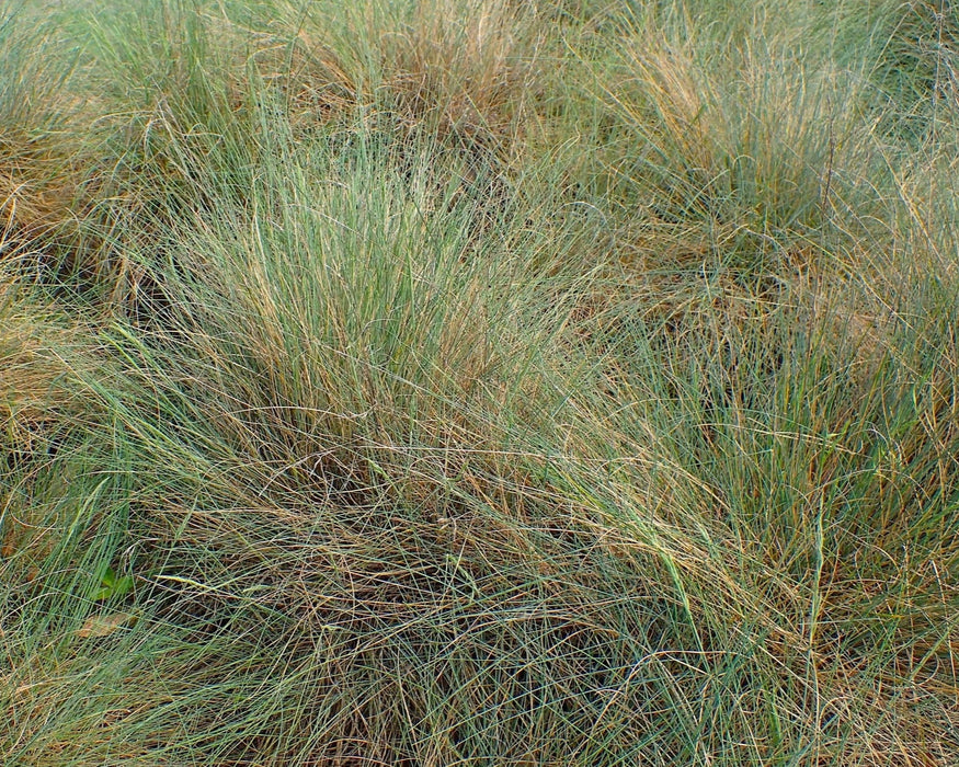 Sand Fescue Seeds (Festuca ammobia) - Northwest Meadowscapes