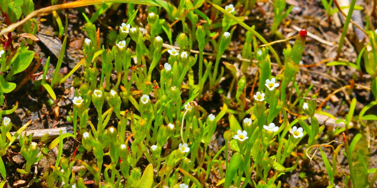 Scouler's Popcorn Flower Seeds (Plagiobothrys scouleri) — Northwest  Meadowscapes