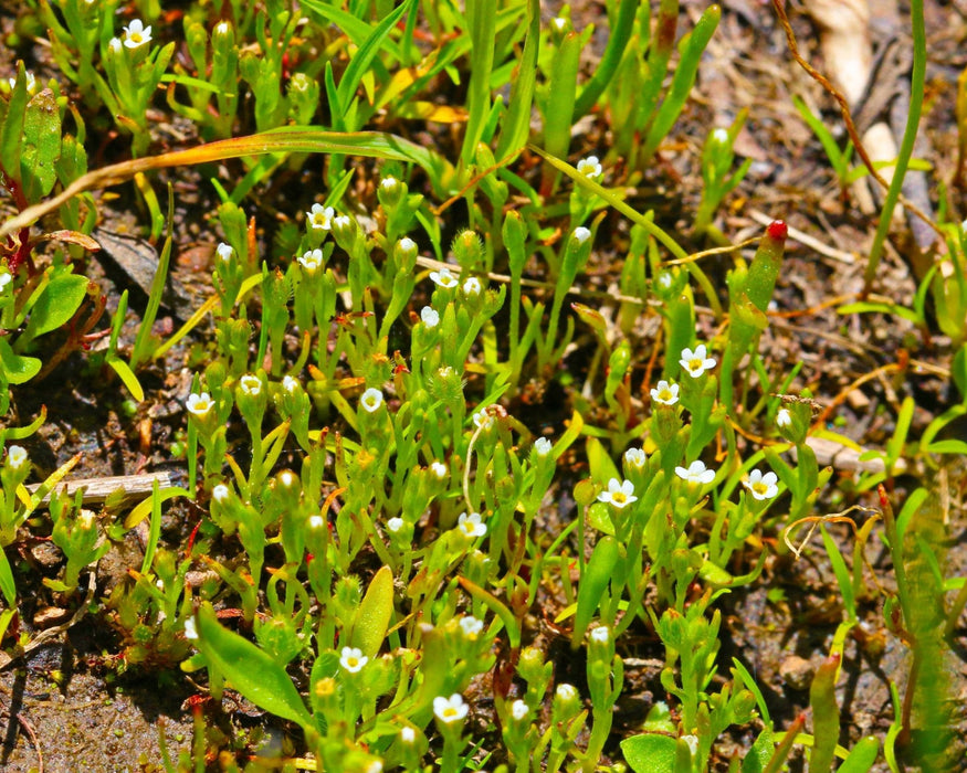 popcorn plant succulent Scouler’s Popcorn Flower Seeds (Plagiobothrys scouleri)