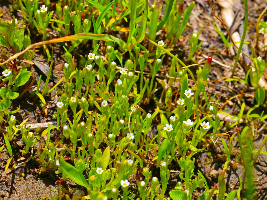 Scouler’s Popcorn Flower Seeds (Plagiobothrys scouleri)