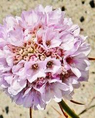 thrift flower seeds Sea Thrift Seeds (Armeria maritima) — Northwest Meadowscapes