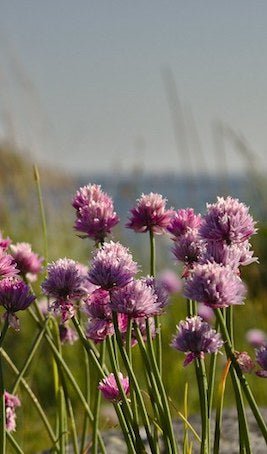 thrift flower seeds Sea Thrift Seeds (Armeria maritima) — Northwest Meadowscapes