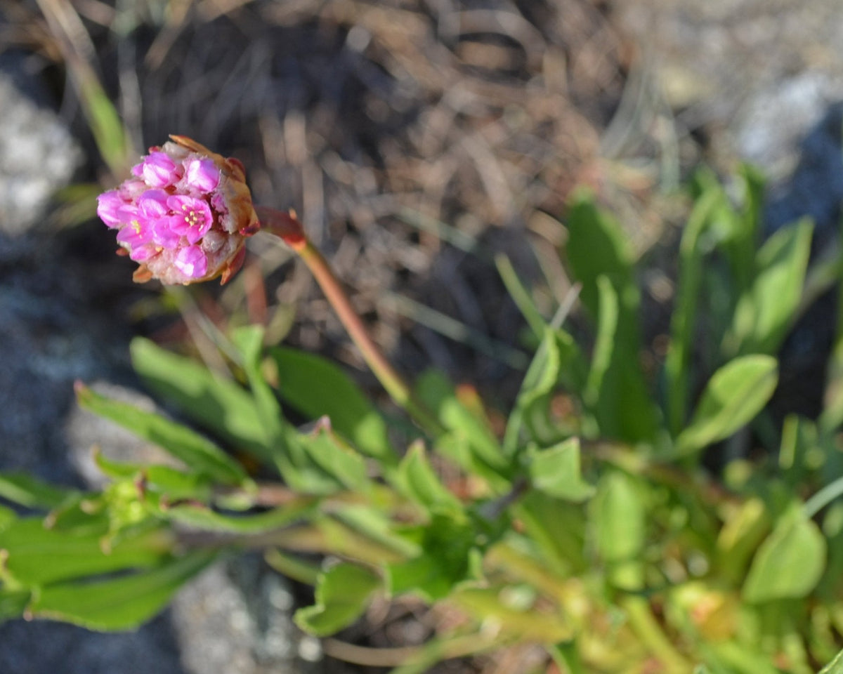 thrift flower seeds Sea Thrift Seeds (Armeria maritima) — Northwest Meadowscapes