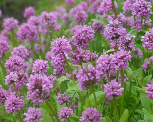 Seablush Seeds (Plectritis congesta) - Northwest Meadowscapes