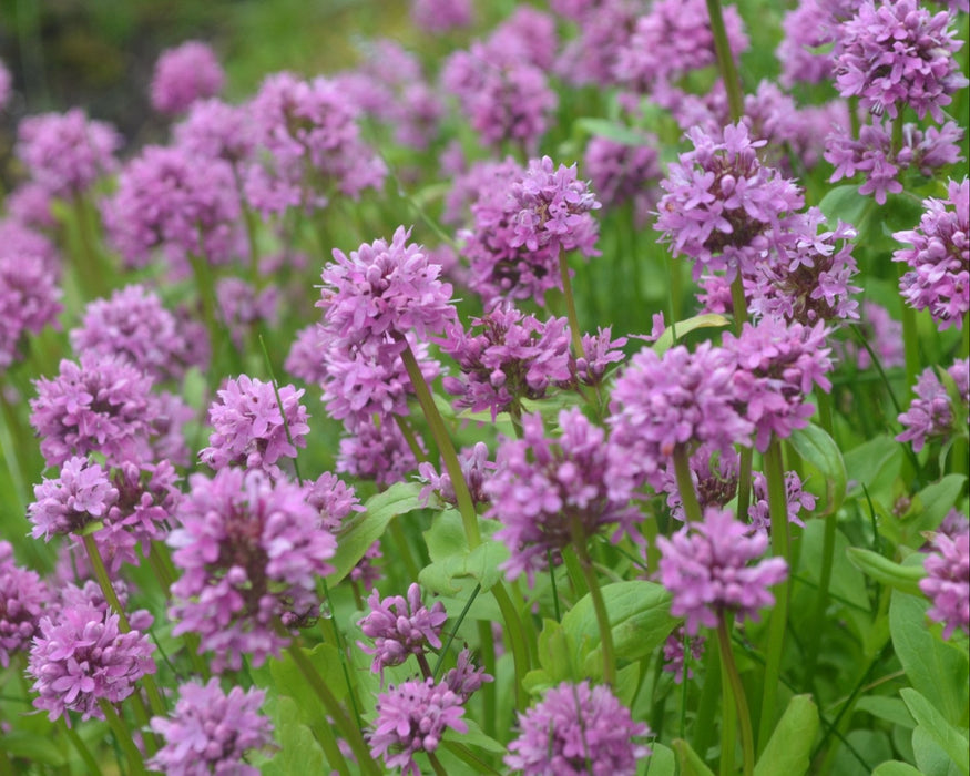 Seablush Seeds (Plectritis congesta) - Northwest Meadowscapes