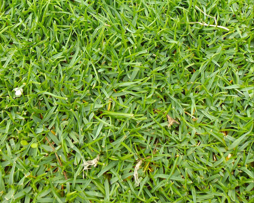 Seashore Bentgrass Seeds (Agrostis pallens) - Northwest Meadowscapes