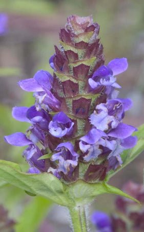 self heal plant seeds Self-Heal Seeds (Prunella vulgaris) — Northwest Meadowscapes
